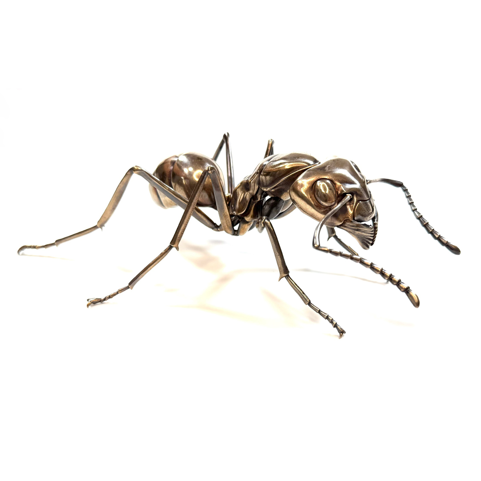 Worker ant