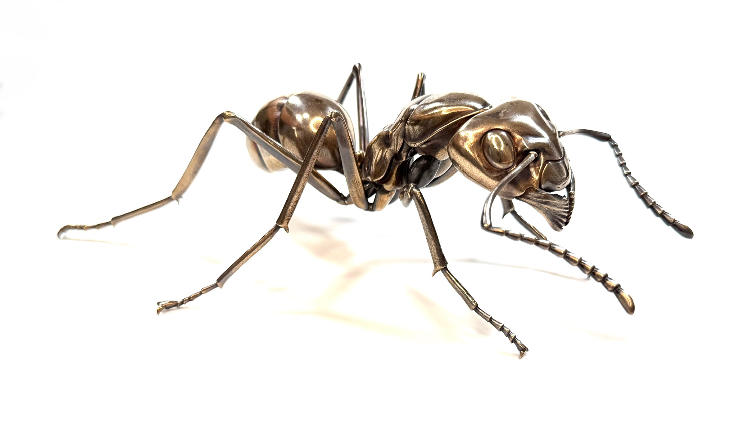 Worker ant
