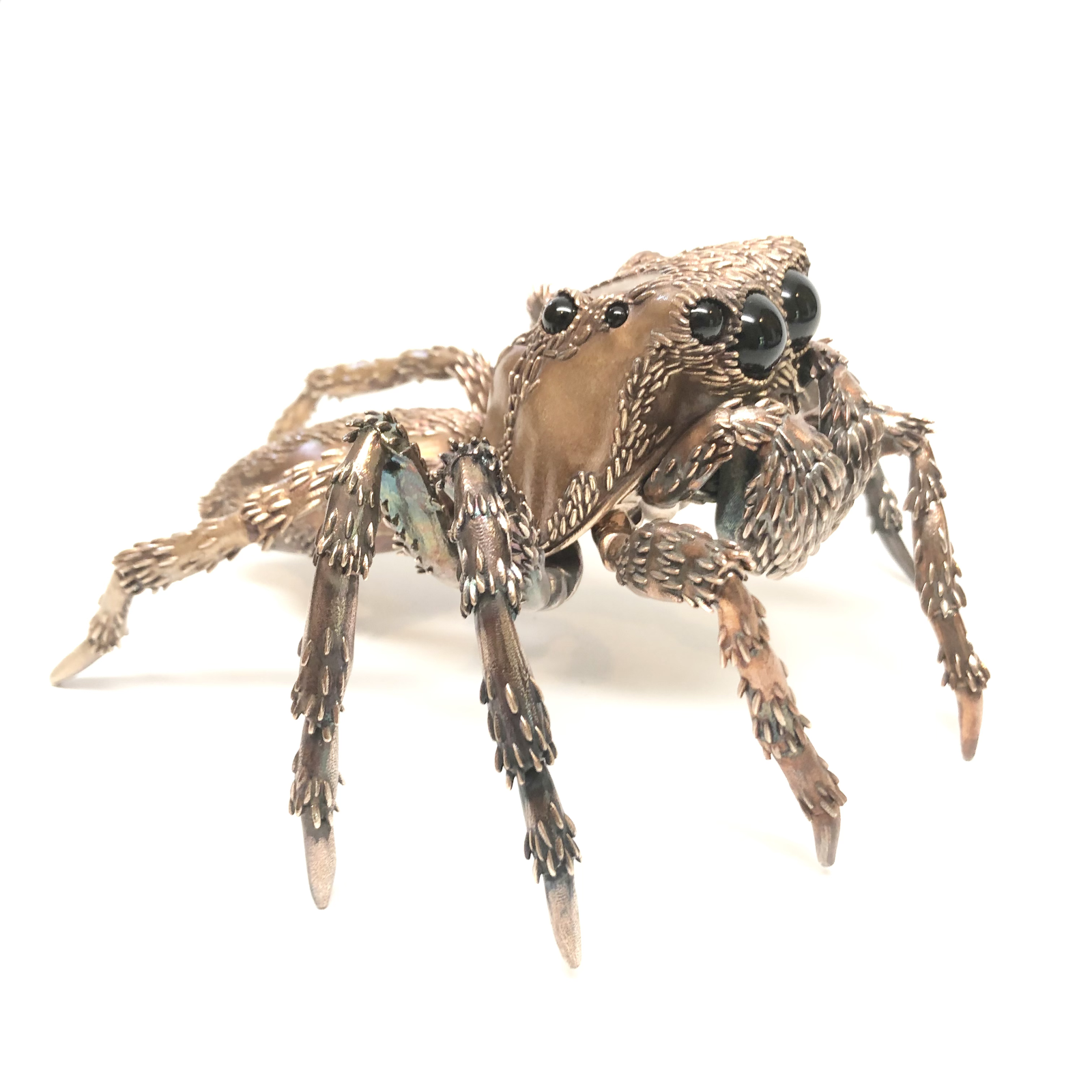 Naphrys pulex jumping spider