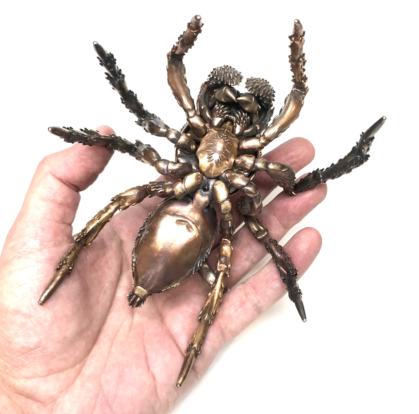 Naphrys ventral view
