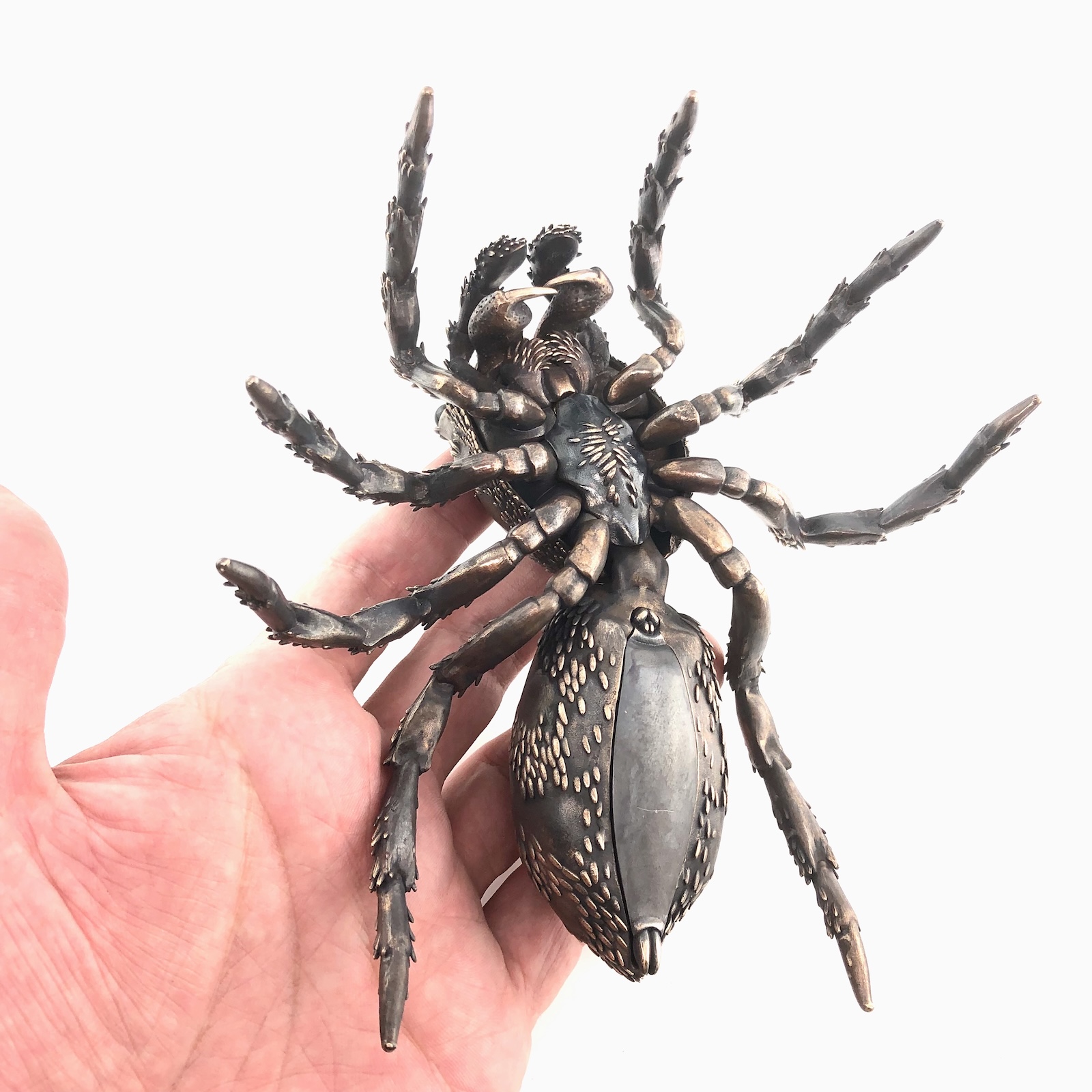 Scenicus ventral view